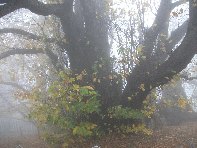 stagno 100 cavalli-Castanea sativa 201011128 074